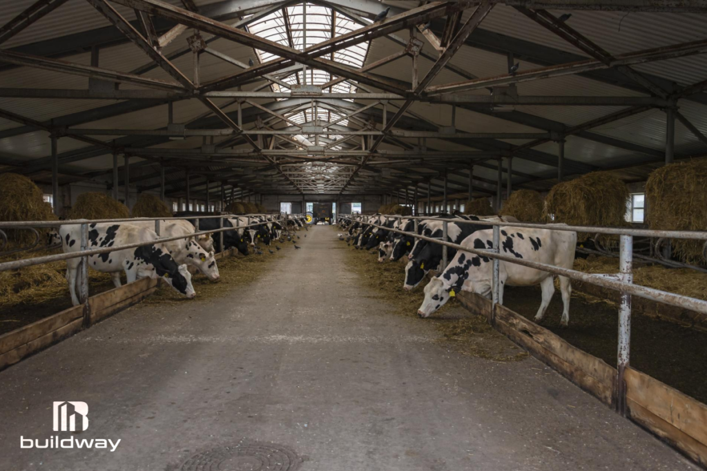 Interior of a modern agricultural barn with cows feeding along both sides of a central aisle, featuring metal roofing and hay storage, designed by Buildway.
