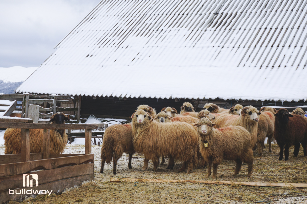 Group of sheep standing outside a snow-covered agricultural barn with wooden fencing, illustrating a rural winter farm setting, designed by Buildway.